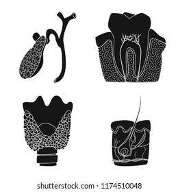 Isolated object of body and human symbol. Collection of body and medical vector icon for stock.