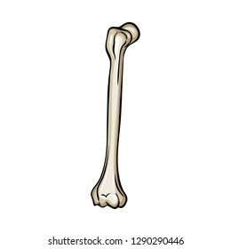 Isolated object of bone and skeleton icon. Set of bone and human stock vector illustration.