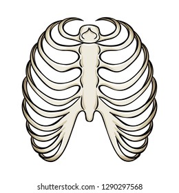Isolated object of bone and skeleton icon. Set of bone and human stock vector illustration.