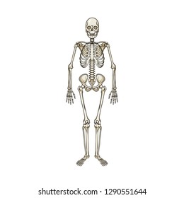 Isolated object of bone and skeleton icon. Set of bone and human stock vector illustration.