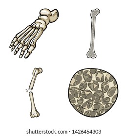 Isolated object of bone and skeleton sign. Set of bone and human stock vector illustration.