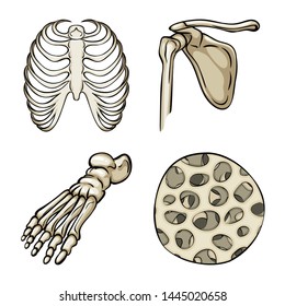 Isolated object of bone and skeleton sign. Set of bone and human stock vector illustration.