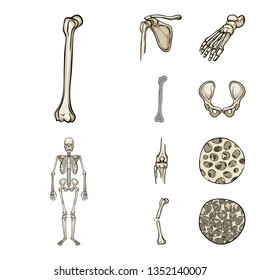 Isolated object of bone and skeleton symbol. Collection of bone and human vector icon for stock.
