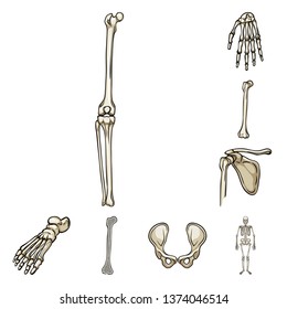 Isolated object of bone and skeleton symbol. Set of bone and human vector icon for stock.