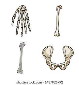 Isolated object of bone and skeleton symbol. Collection of bone and human vector icon for stock.