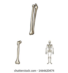 Isolated object of bone and skeleton symbol. Collection of bone and human stock vector illustration.