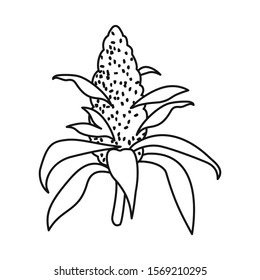 Isolated object of bud and marijuana icon. Web element of bud and inflorescence stock symbol for web.