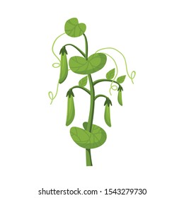 Isolated object of bush and peas symbol. Web element of bush and seed stock symbol for web.