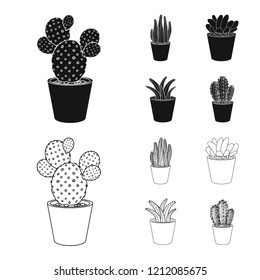 Isolated object of cactus and pot logo. Set of cactus and cacti stock symbol for web.