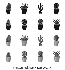 Isolated object of cactus and pot logo. Set of cactus and cacti stock symbol for web.