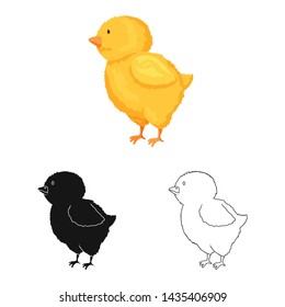 Isolated object of chick and easter icon. Collection of chick and cute stock vector illustration.