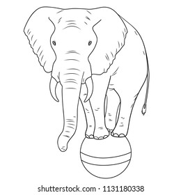 isolated object coloring, black lines, white background. A circus elephant stands on a ball. The imitation of comic style. Vector illustration