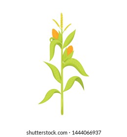 Isolated object of corn and stalk logo. Set of corn and field stock vector illustration.