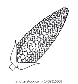 Isolated object of corn and sweetcorn icon. Collection of corn and ripe stock symbol for web.