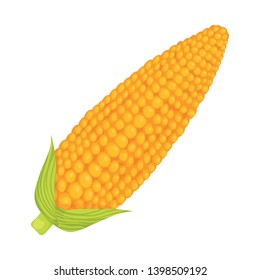 Isolated object of corn and sweetcorn sign. Set of corn and ripe stock symbol for web.