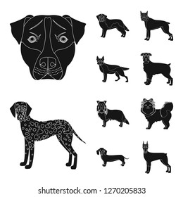 Isolated object of cute and puppy symbol. Collection of cute and animal stock vector illustration.