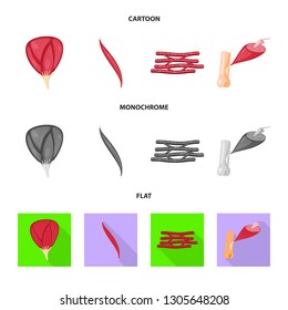 Isolated object of fiber and muscular icon. Set of fiber and body  stock symbol for web.