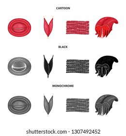 Isolated object of fiber and muscular icon. Collection of fiber and body  stock vector illustration.