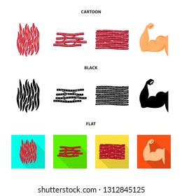Isolated object of fiber and muscular icon. Collection of fiber and body  stock vector illustration.