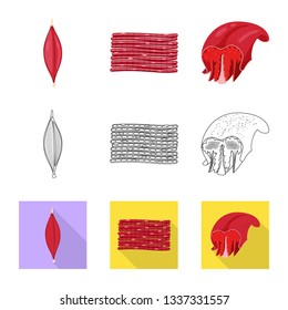 Isolated object of fiber and muscular icon. Set of fiber and body  stock symbol for web.