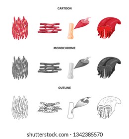 Isolated object of fiber and muscular icon. Collection of fiber and body  stock vector illustration.