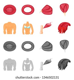 Isolated object of fiber and muscular icon. Set of fiber and body  vector icon for stock.
