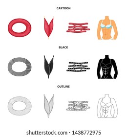 Isolated object of fiber and muscular icon. Collection of fiber and body vector icon for stock.