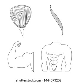 Isolated object of fiber and muscular icon. Set of fiber and body vector icon for stock.