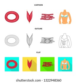Isolated object of fiber and muscular sign. Collection of fiber and body  vector icon for stock.