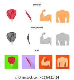 Isolated object of fiber and muscular sign. Collection of fiber and body  vector icon for stock.