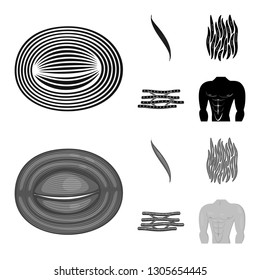 Isolated object of fiber and muscular symbol. Set of fiber and body  stock symbol for web.