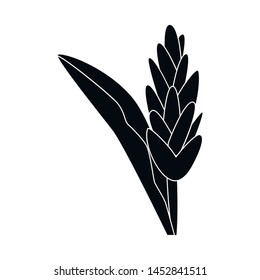 Isolated object of flower and ginger sign. Set of flower and tropical stock vector illustration.