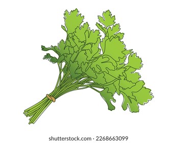 Isolated object of fresh celery. Celery green food. Isolated vector illustration in cartoon style. Vector celery. Vegetable illustration for farm market menu. Healthy food design