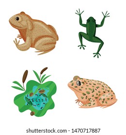 Isolated object of frog and anuran sign. Collection of frog and animal vector icon for stock.