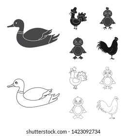Isolated object of funny and poultry icon. Collection of funny and farming stock symbol for web.