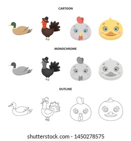 Isolated object of funny and poultry icon. Collection of funny and farming stock symbol for web.