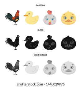 Isolated object of funny and poultry logo. Set of funny and farming vector icon for stock.