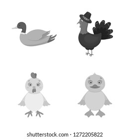 Isolated object of funny and poultry sign. Collection of funny and farming stock vector illustration.