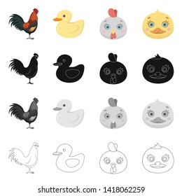 Isolated object of funny and poultry sign. Collection of funny and farming stock vector illustration.