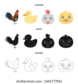 Isolated object of funny and poultry sign. Set of funny and farming stock symbol for web.