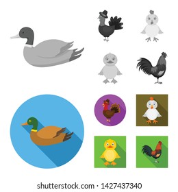 Isolated object of funny and poultry symbol. Collection of funny and farming vector icon for stock.