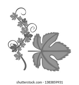 Isolated object of grape and leaf symbol. Collection of grape and texture stock symbol for web.
