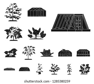 Isolated object of greenhouse and plant sign. Set of greenhouse and garden stock symbol for web.