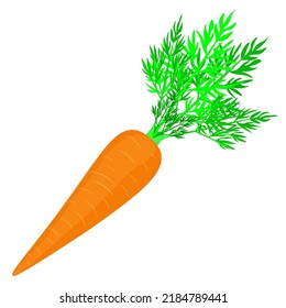 Isolated object, hand drawn, vector. Carrot isolated on white background