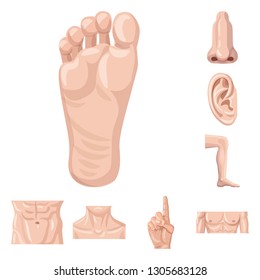 Isolated object of human and part sign. Set of human and woman stock symbol for web.