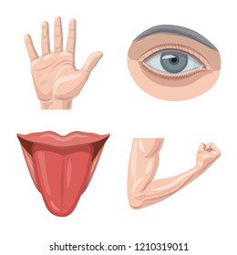 Isolated object of human and part symbol. Set of human and woman vector icon for stock.