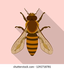 Isolated object of insect bee