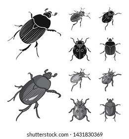 Isolated object of insect and beetle sign. Collection of insect and halloween vector icon for stock.