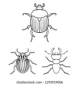 Isolated object of insect and beetle symbol. Set of insect and halloween vector icon for stock.