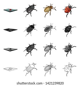 Isolated object of insect and beetle symbol. Collection of insect and halloween stock vector illustration.